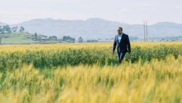 مزاعم آبي أحمد بشأن إنتاج القمح، فيتو