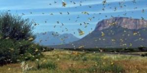 صمت الحشرات.. تحذير بيئى ينذر بمستقبل مقلق للبشرية بعد اختفاء بعض الكائنات