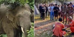 داس عليه.. لحظات مرعبة لوفاة سائح سحقه فيل هائج داخل مخيم وسط تايلاند