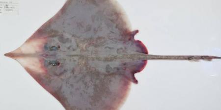 110 أنواع جديدة من الكائنات في أعماق بحر المرجان