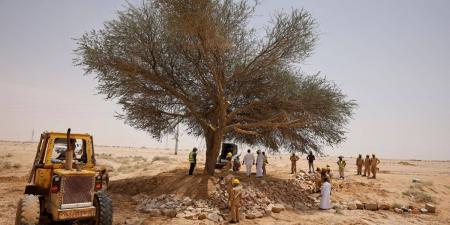 مركز «الغطاء النباتي» يعيد تأهيل شجرة طلح معمرة في الدوادمي