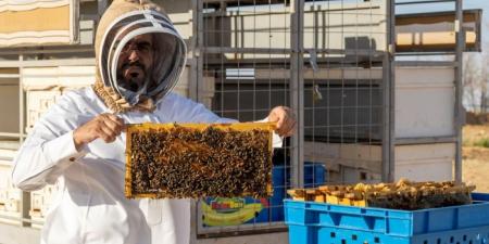 منتجو العسل في الجوف
يبدؤون مواسم الإنتاج بعسل «الحمضيات»