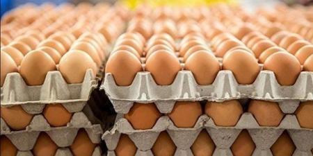 انخفاض الأحمر 4 جنيهات، سعر كرتونة البيض اليوم الخميس في بورصة الدواجن