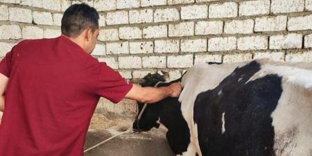 تحصين 41 ألفا و979 رأس ماشية ضد الحمى القلاعية في المنيا