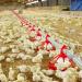 تفشي
      إنفلونزا
      الطيور
      في
      الماشية
      الأمريكية
      يُنذر
      بأزمة
      صحية
      عالمية
      قادمة