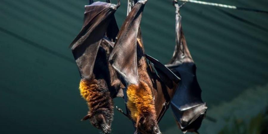 يشبه الإنفلونزا وتنقله الخفافيش.. فيروس "نيباه" القاتل يعود مجددًا