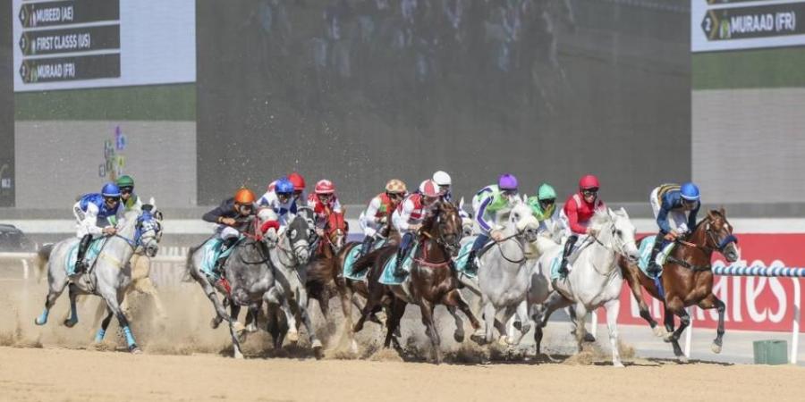 «ميدان» يستضيف السباق التجريبي الختامي للخيول العربية
