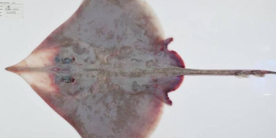 110 أنواع جديدة من الكائنات في أعماق بحر المرجان