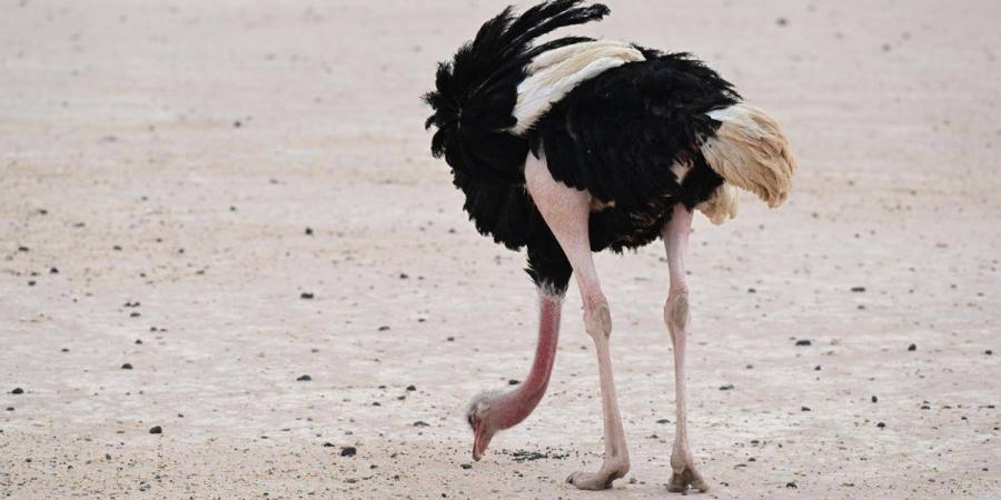 جولة الحياة البرية في الحجر بالعلا.. رحلة يكتشف من خلالها الزائر تناغم الطبيعة والحياة الفطرية