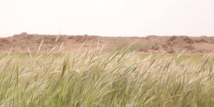 «سافانا الصحراء».. الصمعاء ترسم ملامح الحياة المتجددة وتعكس ثراء الغطاء النباتي