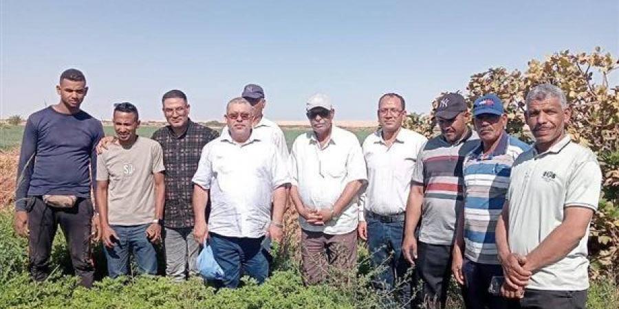 إنتاجية متميزة للنباتات الطبية والعطرية على 350 فدانًا ببلاط في الوادي الجديد