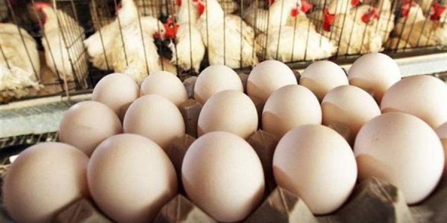 انخفاض الأبيض والأحمر، سعر كرتونة البيض اليوم الإثنين في بورصة الدواجن