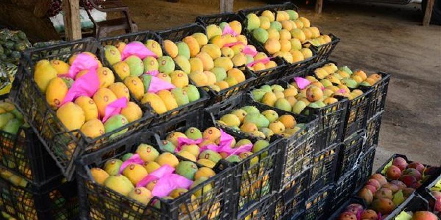 أسعار المانجو اليوم الثلاثاء، ارتفاع 8 أصناف والعويسي تقفز إلى 70 جنيها