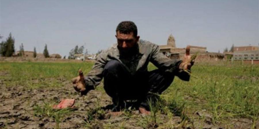 استيراد الغذاء مذلة، أستاذ زراعة يكشف فقدان مصر مليون فدان زراعي وخطورة اقتلاع الأشجار