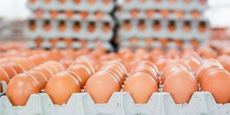ارتفاع البلدي 4 جنيهات، سعر كرتونة البيض اليوم الأحد في بورصة الدواجن
