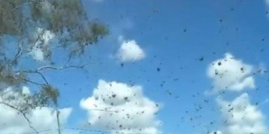سماء تُمطر حشائش خضراء.. ظاهرة نادرة لـ "إعصار عشبى" تحبس الأنفاس فى أستراليا