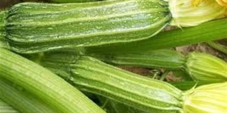 كيف تدعم الكوسة صحة القلب؟ أخصائي يجيب