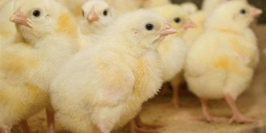 الروص والكب يواصلان الارتفاع، أسعار الكتاكيت والبط اليوم الثلاثاء في بورصة الدواجن